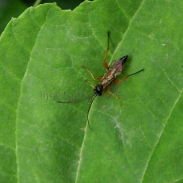 Chorinaeus longicornis