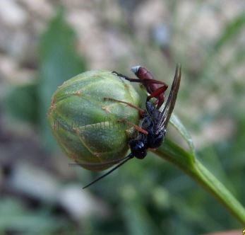Cnenopelmatine sp