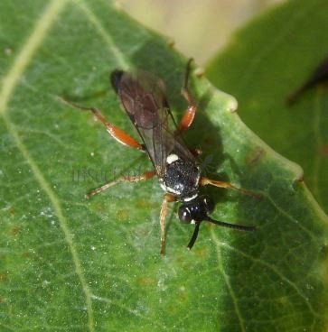 Cratichneumon luteiventris-2