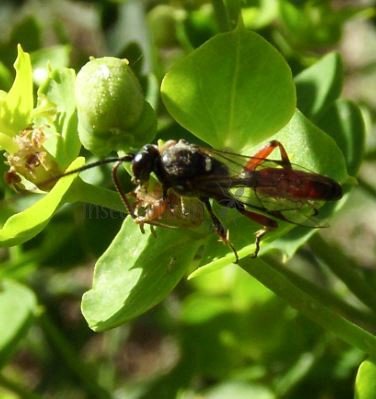 Cratichneumon luteiventris-3