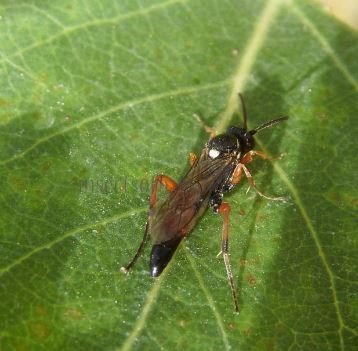 Cratichneumon luteiventris-4