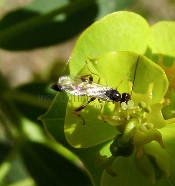 Acrolyta rufocincta-3