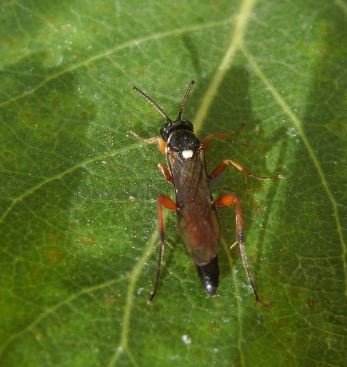 Cratichneumon luteiventris-5