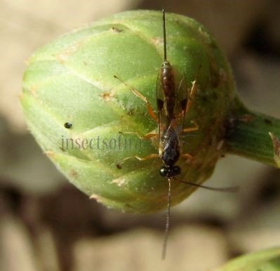 Cryptinae sp-2