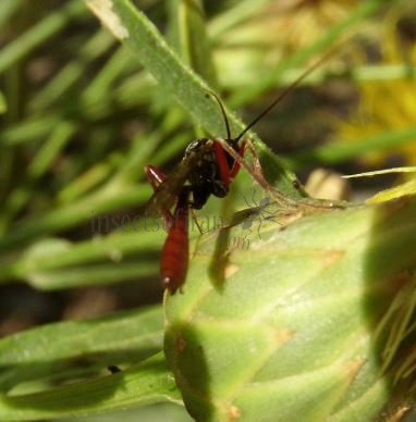 Cryptinae sp-3