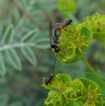 Ctenopelma tomentosum -1