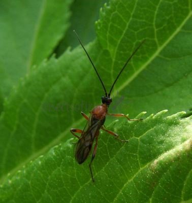 Delomerista mandibularis