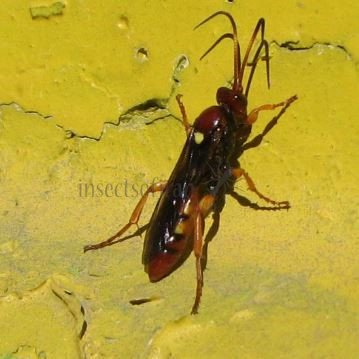 Diphyus quadripuncta