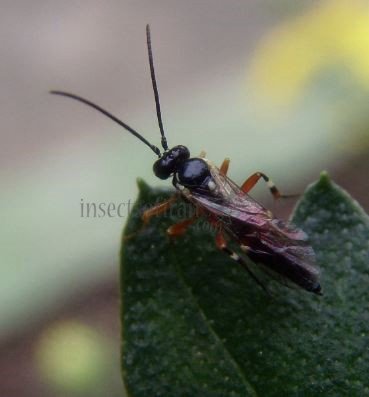 Diplazon laetatorius-1