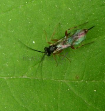 Glypta consimilis-2