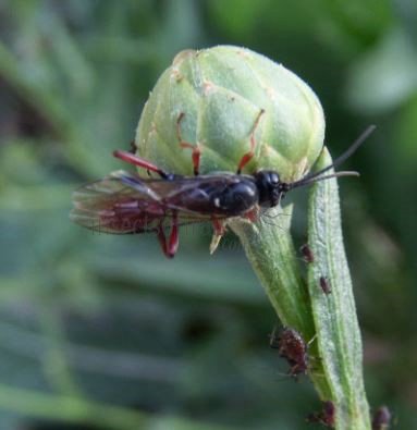 Hoplocryptus sp