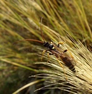 Ichneumon sp-6