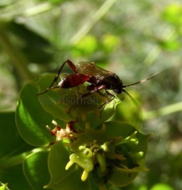 Ichneumon tuberculipes-2
