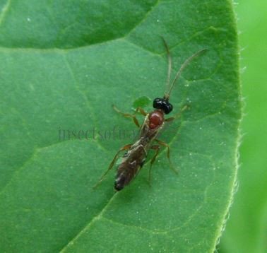 Ichneumonidae-sp1