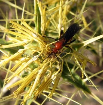 Ichneumonidae-2