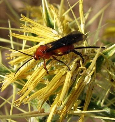 Ichneumonidae-3