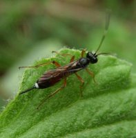 Ichneumonidae-9