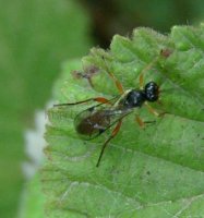 Ichneumonidae-14