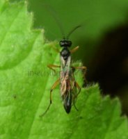 Ichneumonidae-17