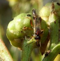 Ichneumoninae sp-6