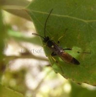 Ichneumoninae sp-7