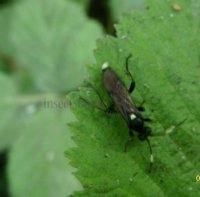 irgichneumon albilineatus