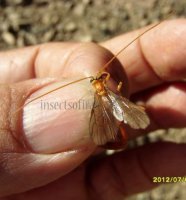 Netelia sp -3