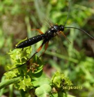 Pimpla rufipes -4