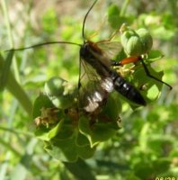 Pimpla rufipes -5