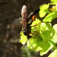 Pimpla rufipes -6