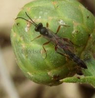 Pimplinae sp -1