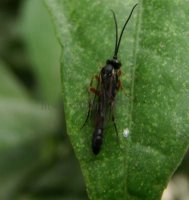 Rhorus palustris-1