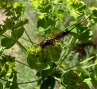 Rhyssella approximator-1