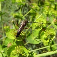 Rhyssella approximator-2