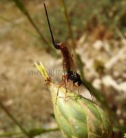 Scambus calobatus -1