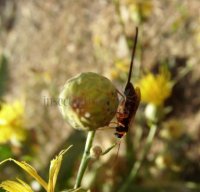 Scambus calobatus -3