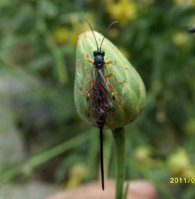 Scambus calobatus -4