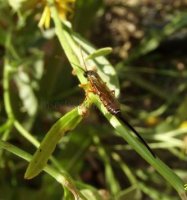 Scambus calobatus -6