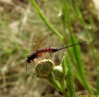 Scambus calobatus -11