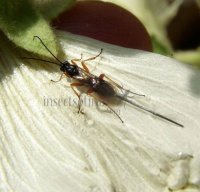 Stenichneumon alpicola-1