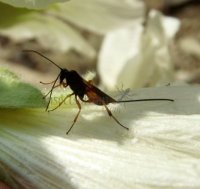 Stenichneumon alpicola-2
