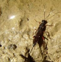 Xorides sp-2