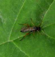 Chorinaeus longicornis-2