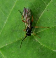Chorinaeus longicornis-2