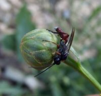 Cnenopelmatine sp