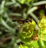 Cratichneumon luteiventris-1