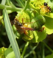 Cryptinae sp-1