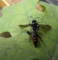 Diphyus sp