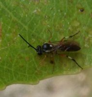 Diplazon laetatorius-3
