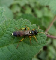 Ichneumon sp-1  
